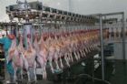 Chicken slaughtering production line