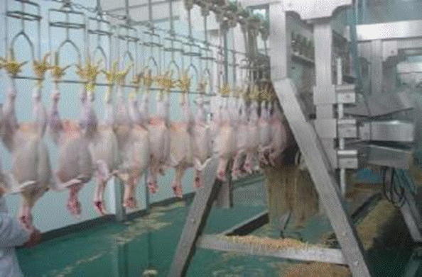 1000birds/h poultry slaughtering line,Chicken Slaughter