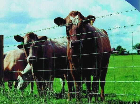 cow farm,Cow farm