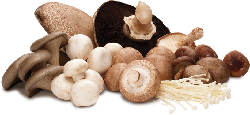 Mushroom,Canned Food & Mushrooms